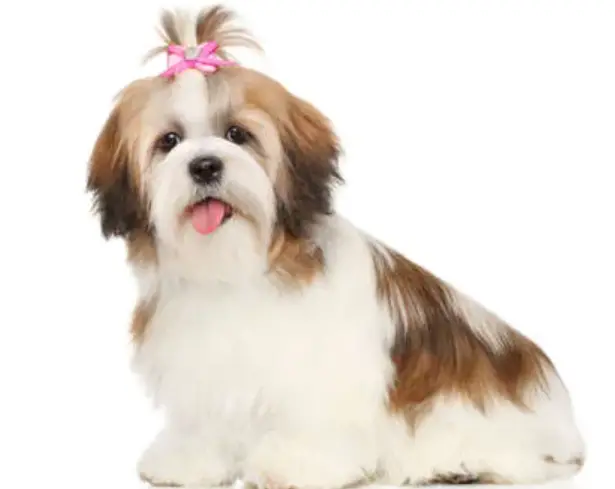 Can Shih Tzu Be Trained Off-Leash?