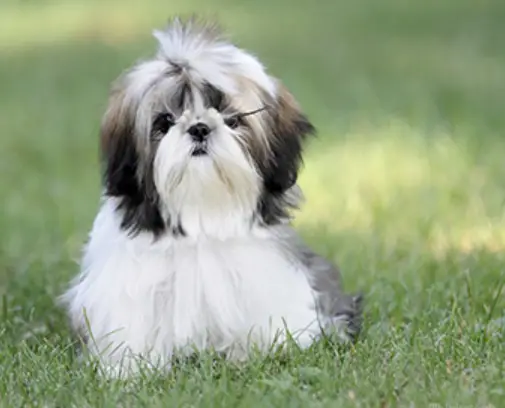 How Big Is A Shih Tzu Stomach? (Surprising)